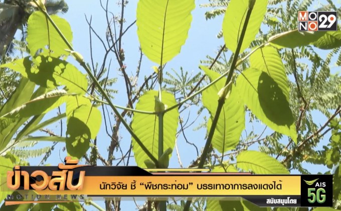 นักวิจัย ชี้ “พืชกระท่อม” บรรเทาอาการลงแดงได้