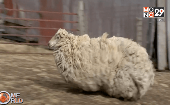 ตัดขนแกะหลังหายตัวไปนาน 6 ปี