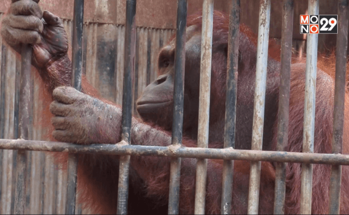 ภารกิจส่งคืนลิงอุงรังอุตังกลับบ้าน