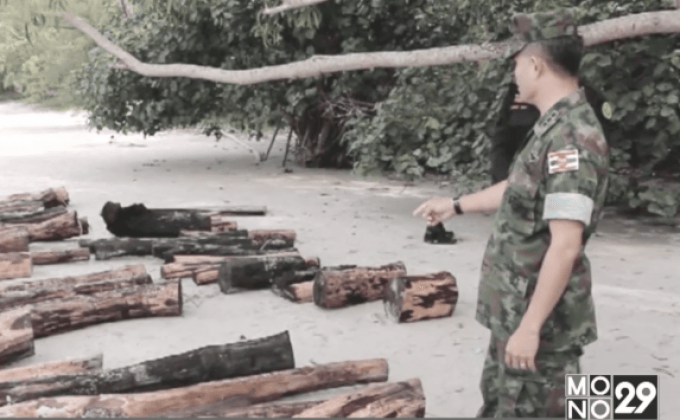 พบไม้พะยูง เกลื่อนชายหาดไม้รูด กว่า 40 ท่อน