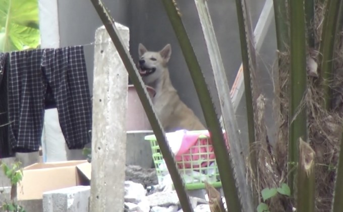 ร้องกำจัดฝูงสุนัขที่ติดเชื้อพิษสุนัขบ้ากัดทารกสาหัส