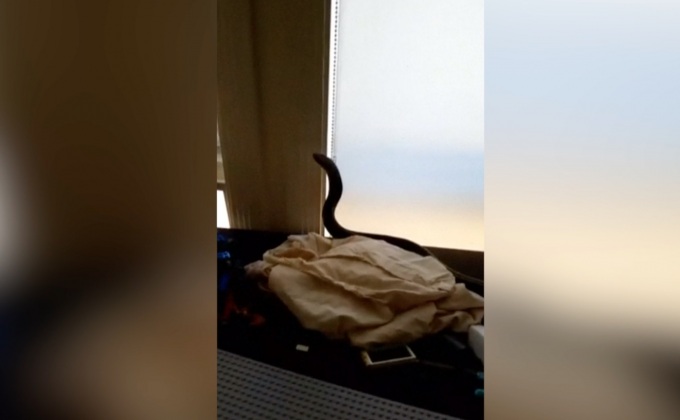 พบงูพิษในของเล่นเด็กที่ออสเตรเลีย