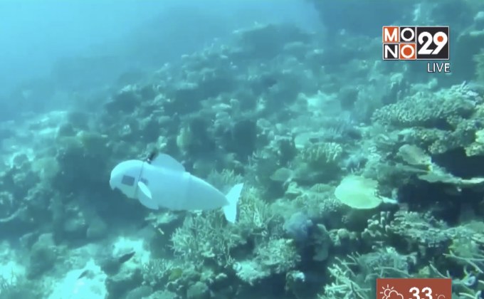 นักวิจัยทดสอบหุ่นยนต์ปลาสำรวจใต้ทะเล