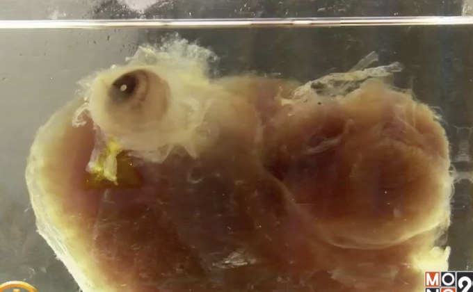 เยอรมนีคิดค้นเทคโนโลยีใหม่ผลิตอวัยวะโปร่งใส