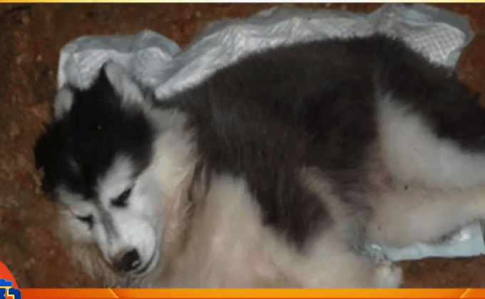 เศร้า! “น้องพอใจ” สุนัขเสียชีวิตบนเครื่องบิน