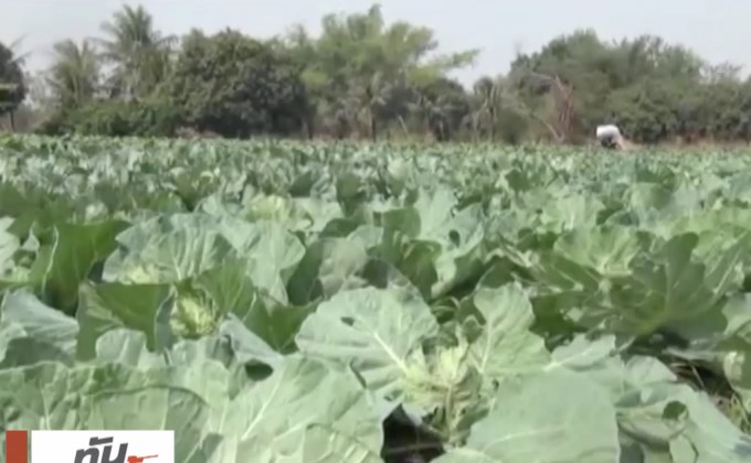 ปลูกผักอารมณ์ดี เปิดเพลงกล่อมทั้งวัน