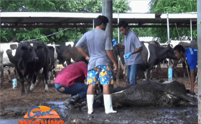 โคนมตายเหตุกินอาหารปนเปื้อนเชื้อรา