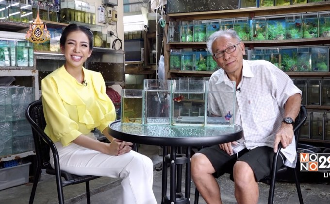 “ลุงอ๋า ปากน้ำ” เซียนปลากัดไทย