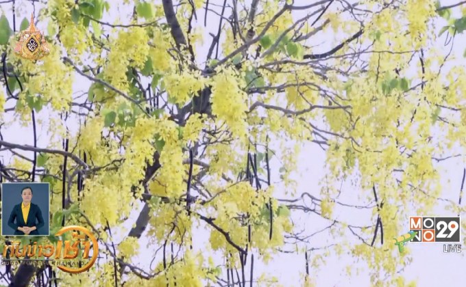 “ดอกคูน” สัญลักษณ์ประจำ จ.ขอนแก่น