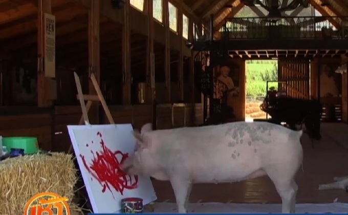 “หมูนักระบายสี” ในแอฟริกาใต้