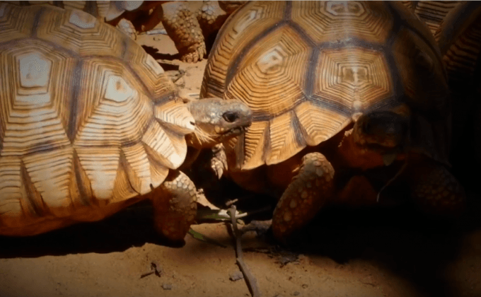 เต่าของกลางหาย