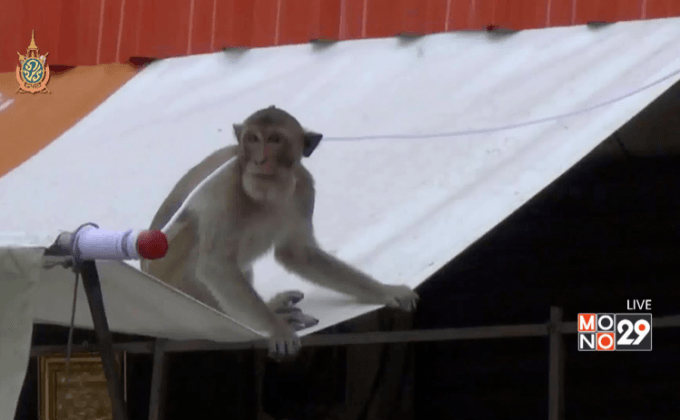 ฝูงลิงแสมวัดป่าบุกร้านค้าชาวบ้าน จ.มุกดาหาร