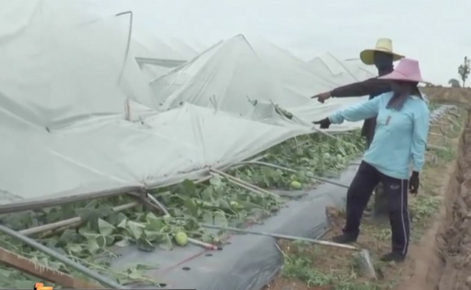 พายุฤดูร้อนถล่มสวนเมล่อน จ.นครราชสีมา