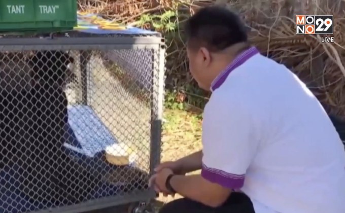 จับสุนัขกัดเด็กต่างชาติ กักตัวดูอาการ จ.กระบี่