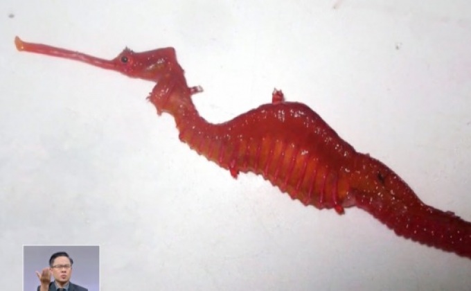 พบมังกรทะเลสายพันธุ์ใหม่ใกล้ออสเตรเลีย