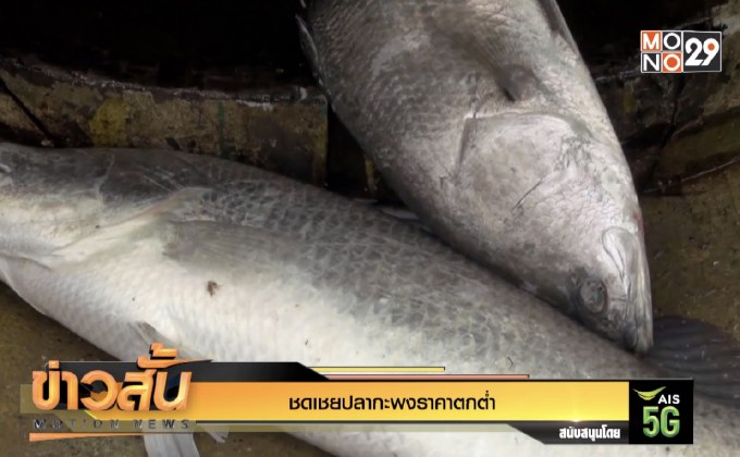 ชดเชยปลากะพงราคาตกต่ำ
