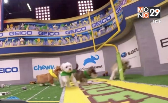 เจ้าตูบเตรียมตะลุย Puppy Bowl ครั้งที่ 15