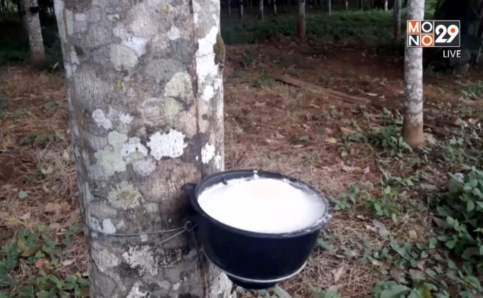 จับตา ครม.เคาะมาตรการแก้ปัญหาราคายางตกต่ำ