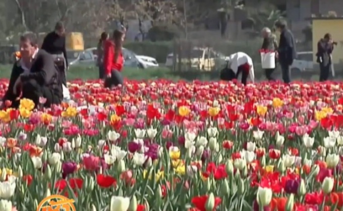 ทุ่งดอกทิวลิปแห่งแรกในอิตาลี