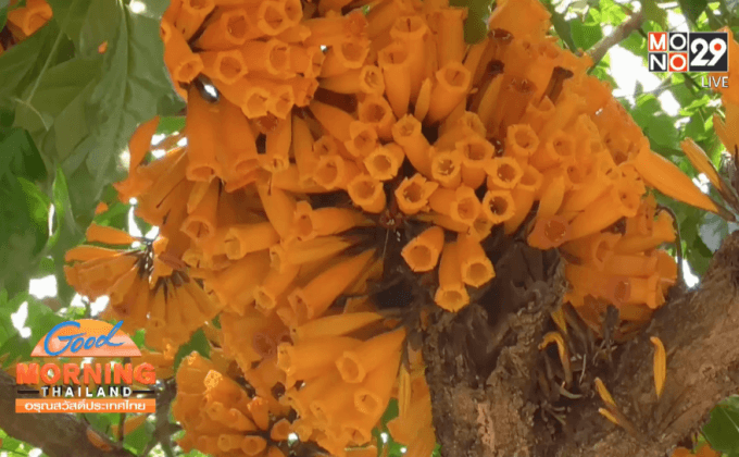 เชียงใหม่-ดอกปีบทองบานสะพรั่ง ชาวบ้านเก็บทอดกิน