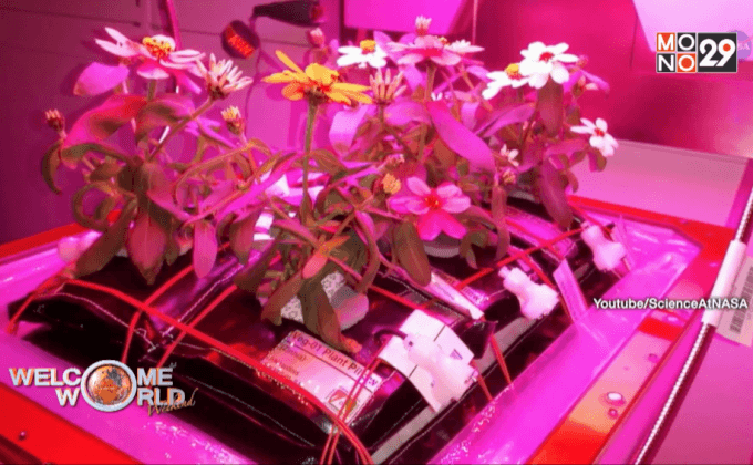 ดอกไม้ดอกแรกในอวกาศ