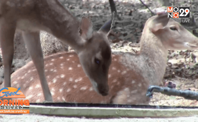 ภัยแล้งกระทบสวนสัตว์ จ.อุบลราชธานี