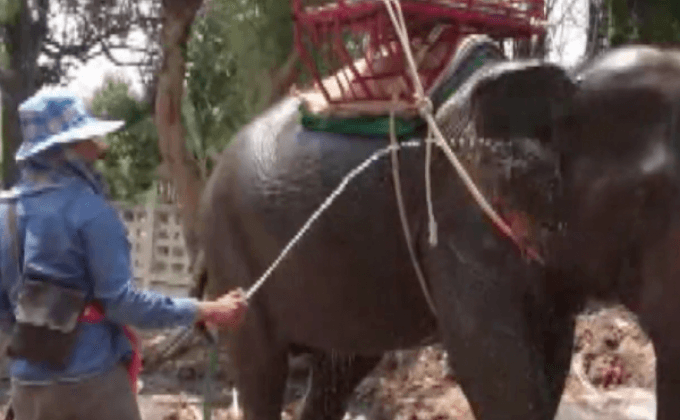 ฉีดน้ำคลายร้อนให้ช้างกว่า 250 เชือก