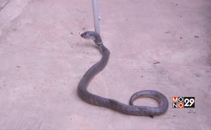 จับงูเห่าเข้าบ้านหลังพ่นพิษใส่หน้าเจ้าของ