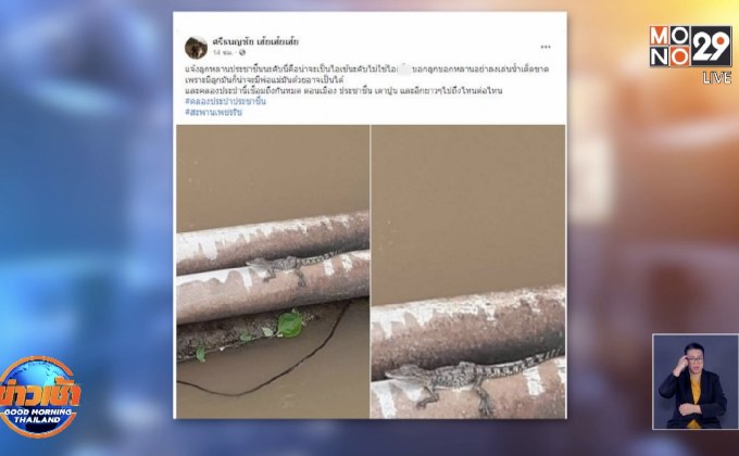 จับได้แล้วลูกจระเข้คลองประปา