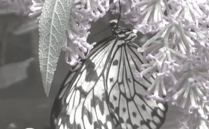 ฟาร์มเลี้ยงผีเสื้อในเคนยา