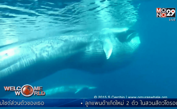 พบวาฬ ”โอมูระ” นอกชายฝั่งมาดากัสการ์