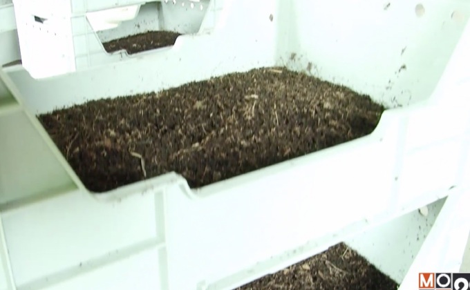 มูลไส้เดือนดินช่วยรับมือวิกฤตราคามะนาวตกต่ำ