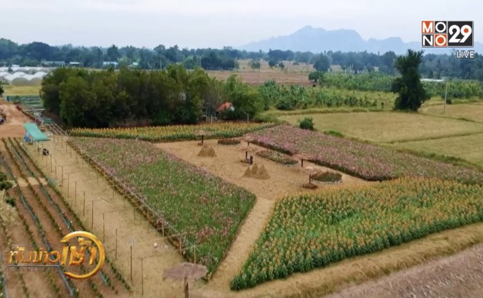 ตื่นตาเที่ยวชมทุ่งคอสมอส ชิมเมล่อนสด ที่บ้านวังงูเห่า