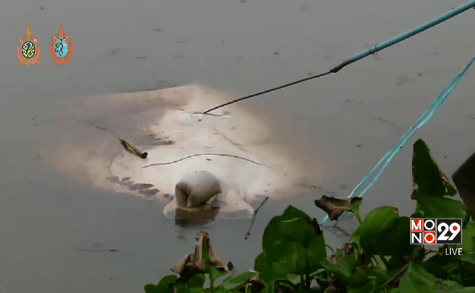 พบกระเบนราหูตายเพิ่มกลางแม่น้ำแม่กลอง