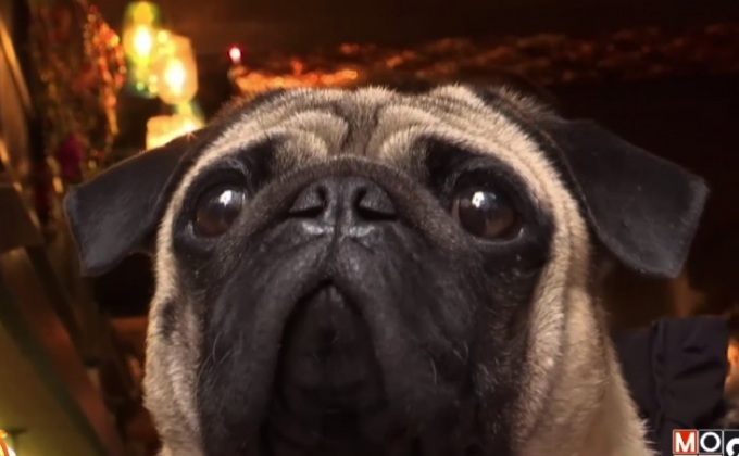 วิ่งแข่งสุนัขพันธุ์ปั๊กในฮ่องกง