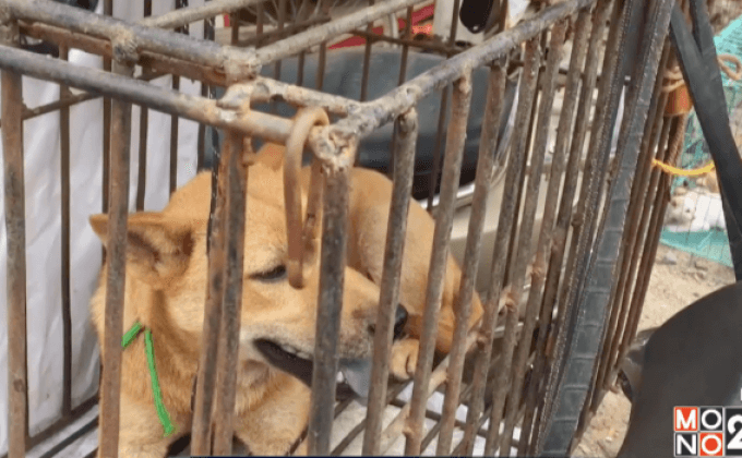 เทศกาลกินเนื้อสุนัขในจีน