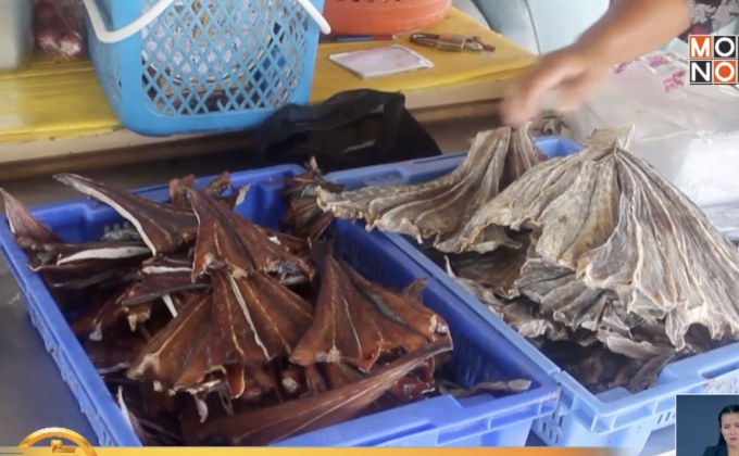 ผลกระทบออกกฏหมายคุ้มครองปลากระเบน