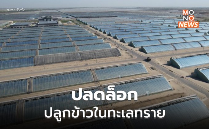 จีนสำเร็จ เร่งโต ‘ข้าวในทะเลทราย’ ปลดล็อกการเกษตรบนผืนดินที่ไม่สมบูรย์