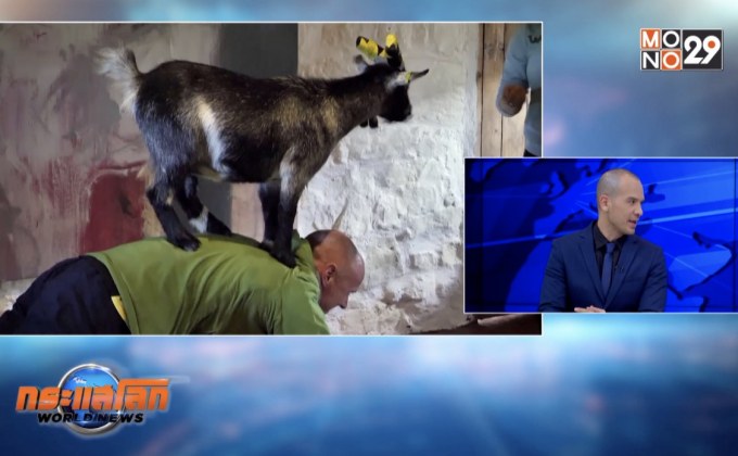 สกอตแลนด์ใช้แพะแคระช่วยในการออกกำลังกาย