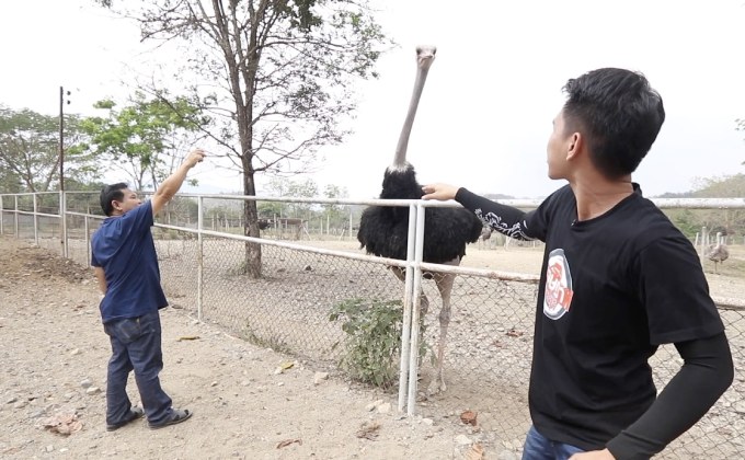 เจษฎาพาลุย : วัดใจเก็บไข่นกกระจอกเทศ จ.ราชบุรี