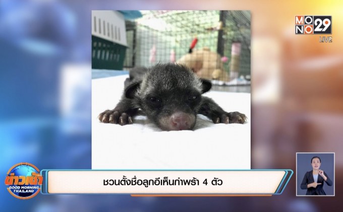 ชวนตั้งชื่อลูกอีเห็นกำพร้า 4 ตัว