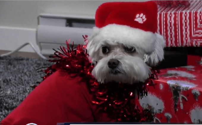 คริสต์มาสสำหรับสัตว์เลี้ยง