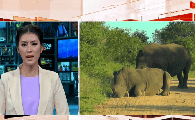 แรดในแอฟริกาถูกล่าอย่างต่อเนื่อง