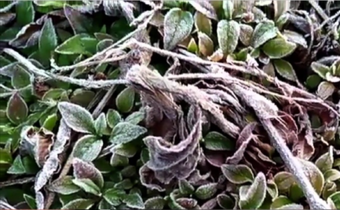 เกิดน้ำค้างแข็งบนภูหินร่องกล้าเป็นวันที่ 4