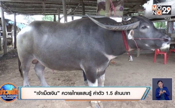 “เจ้าเม็ดเงิน” ควายไทยแสนรู้ ค่าตัว 1.5 ล้านบาท