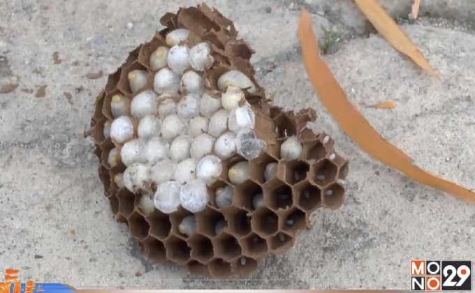 กู้ภัยฯ บุกทำลายรังต่อหัวเสือ ที่ จ.เพชรบุรี