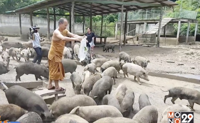 หมูป่า 600 ตัวในสำนักสงฆ์ขาดแคลนอาหาร