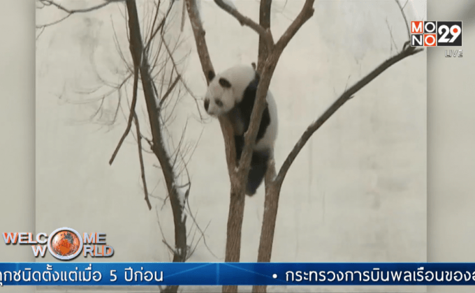 ชาวจีนแห่ชมแพนด้ายักษ์เล่นหิมะ