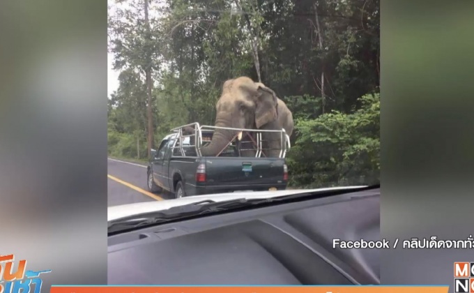 เตือนระวังช้างป่าแก่งกระจาน ยืนดักกินผลไม้จากรถบรรทุก
