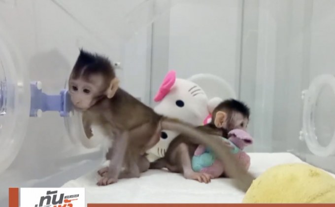 จีนโคลนนิ่ง “ลิง” ได้เป็นครั้งแรกของโลก